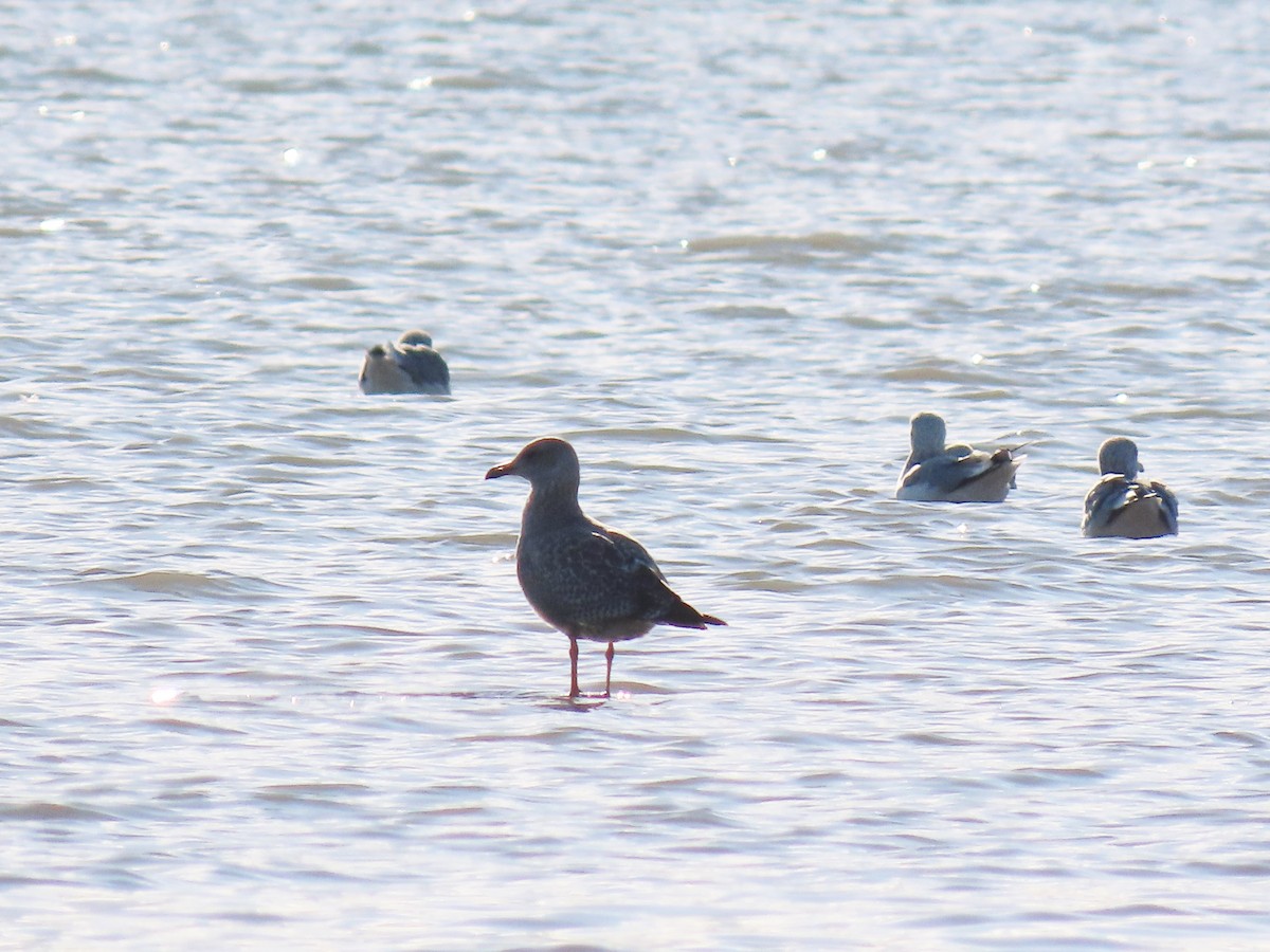 American Herring Gull - ML644390696