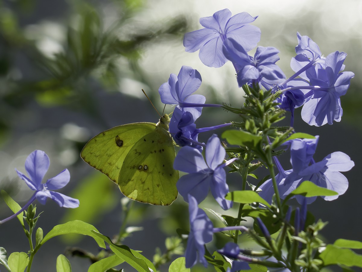 Cloudless Sulphur - ML644390707