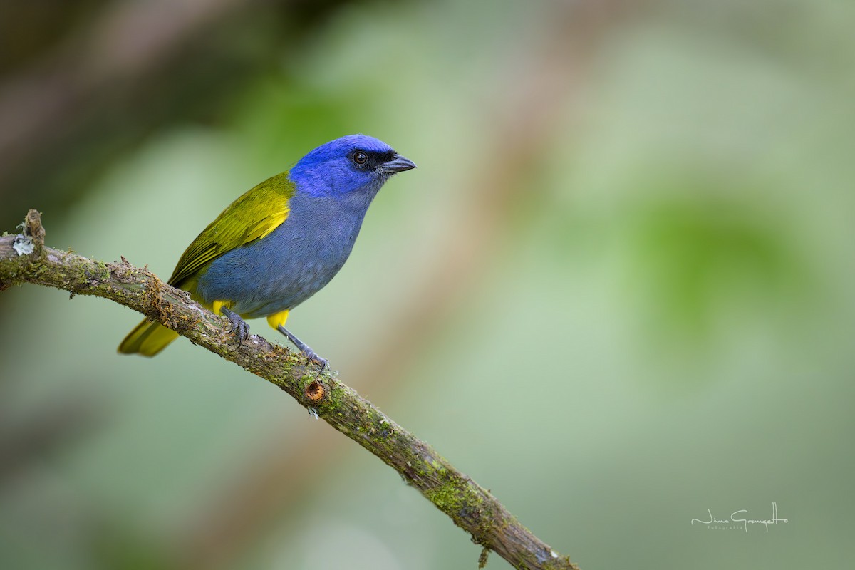 Blue-capped Tanager - ML644390708