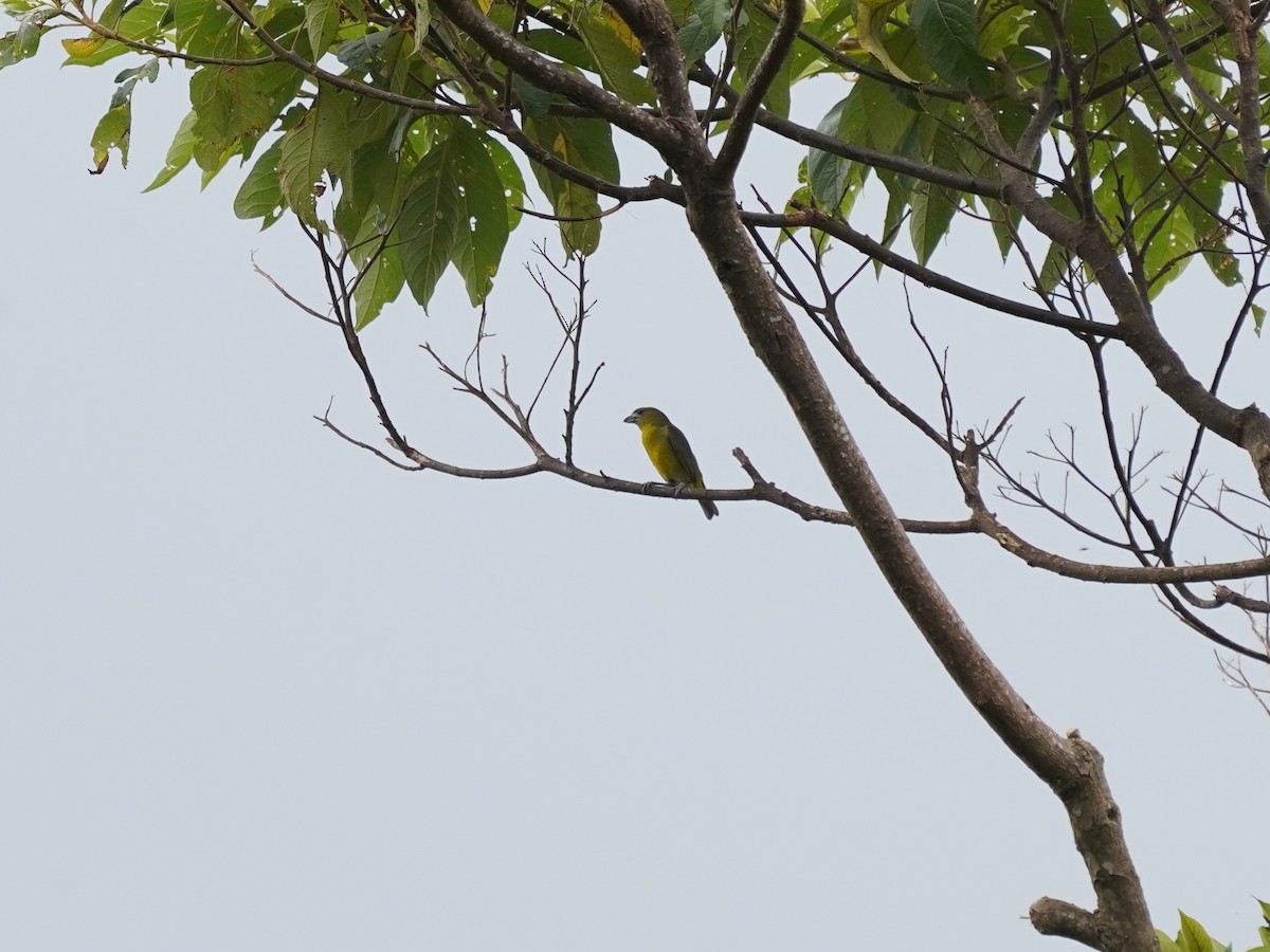 Sarıca Öfonya - ML644390716