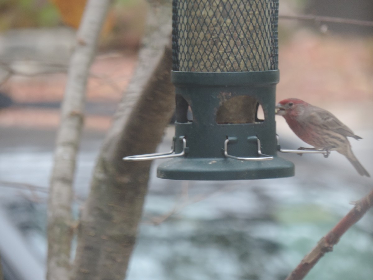 Чечевиця садова - ML644390721