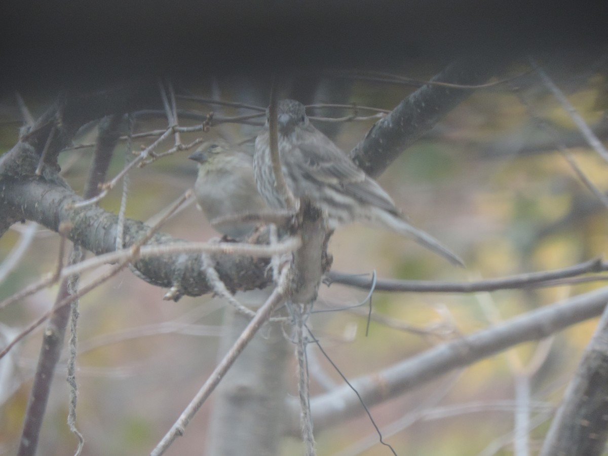 Чечевиця садова - ML644390722