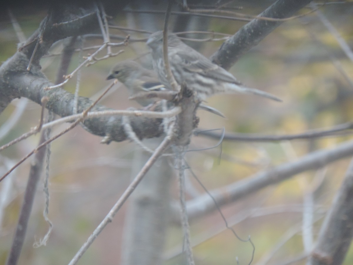 Чечевиця садова - ML644390723