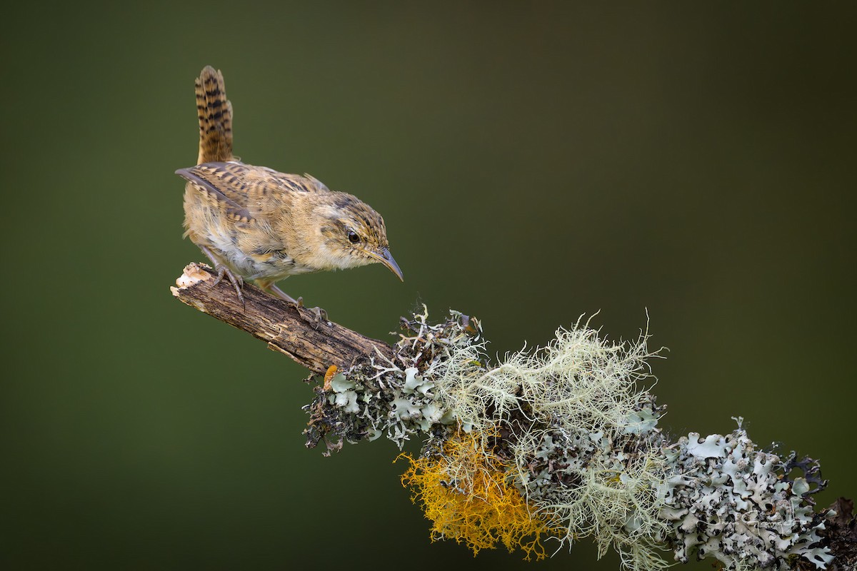 Травяной крапивник - ML644390727