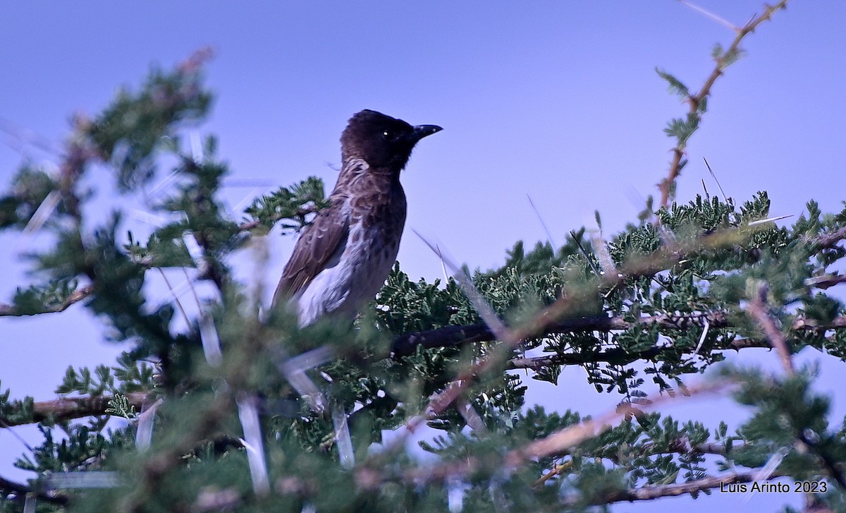 Common Bulbul (Dodson's) - ML644390730