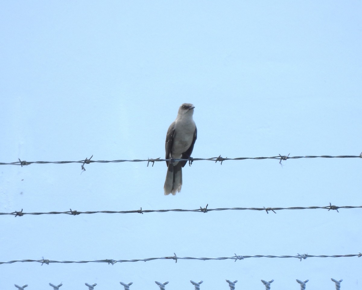 Moqueur des savanes - ML644390738