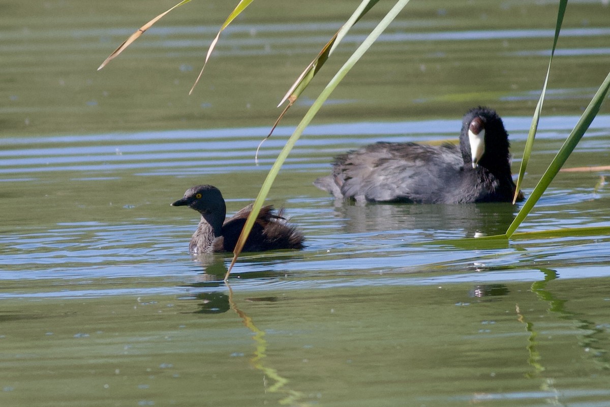 Least Grebe - ML644390743