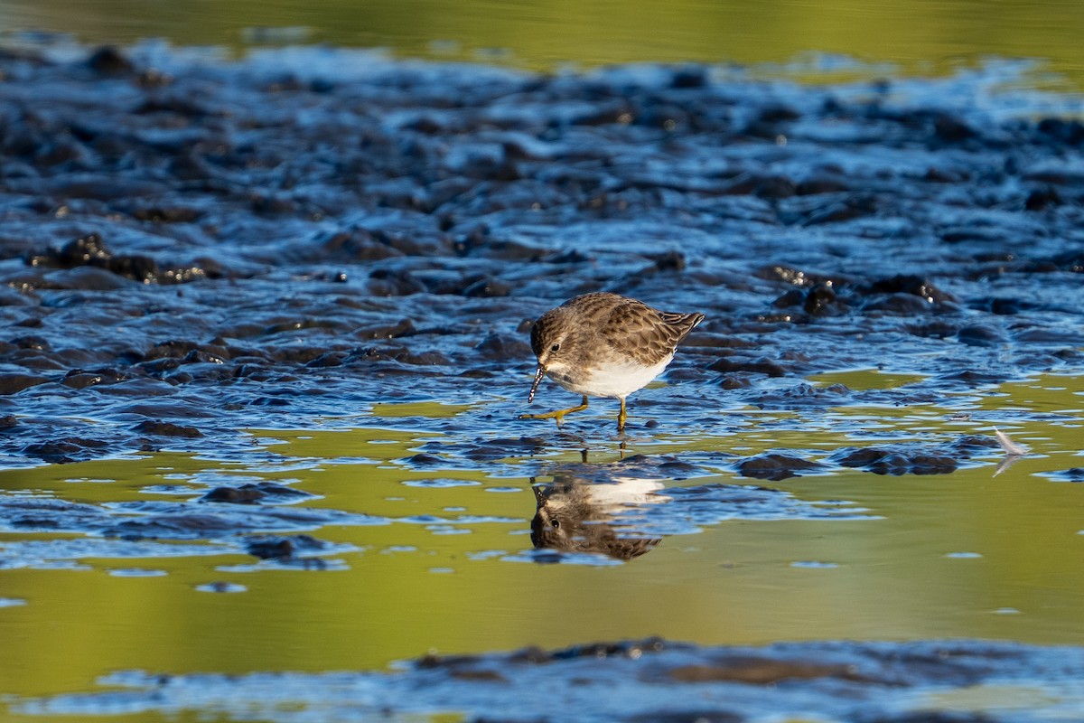 Least Sandpiper - ML644390772