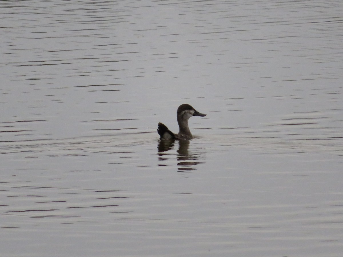 Савка американська - ML644390776