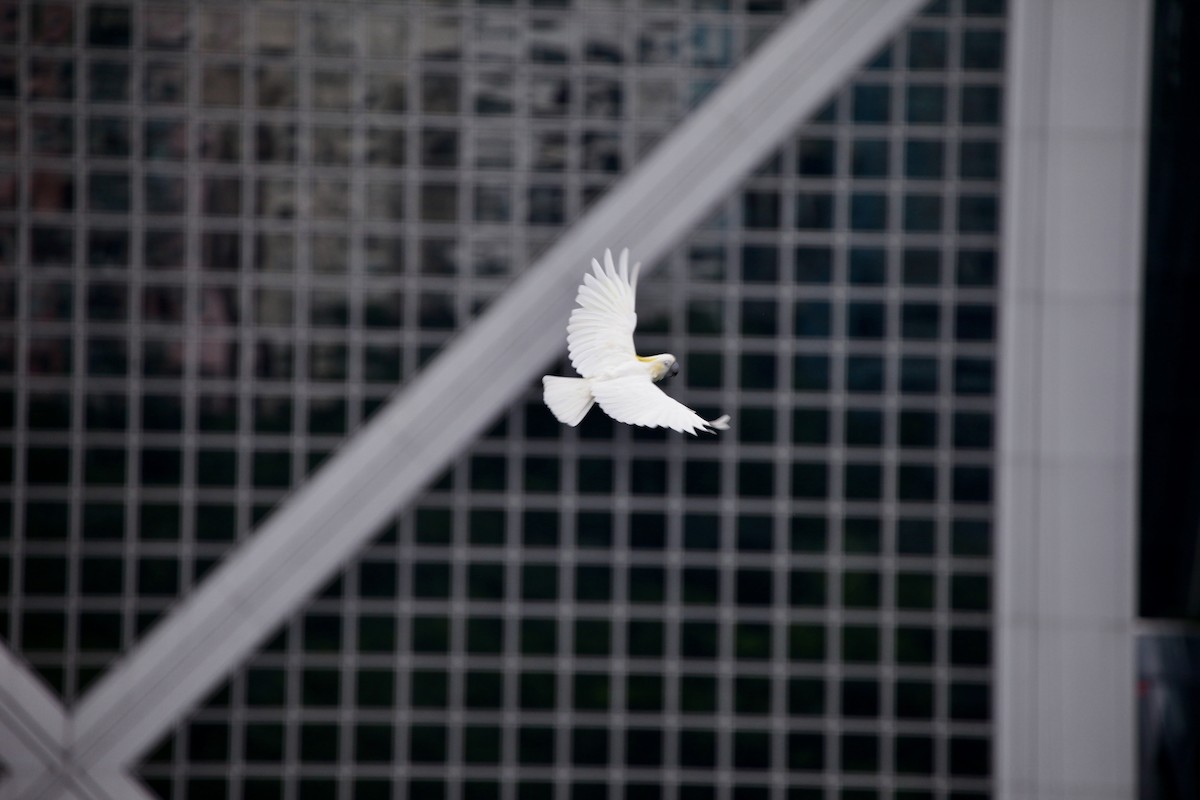 Yellow-crested Cockatoo - ML644390777