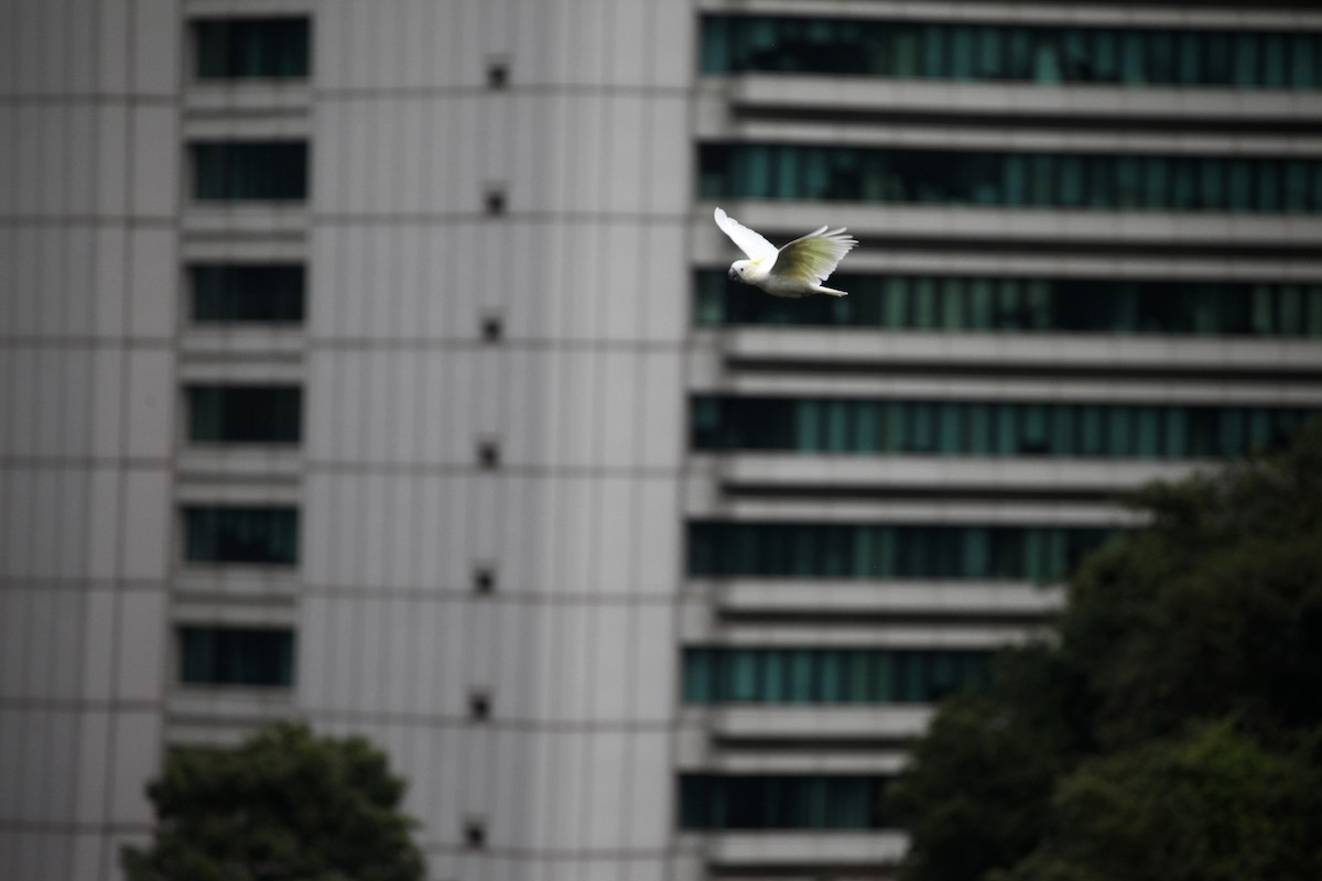 Yellow-crested Cockatoo - ML644390778