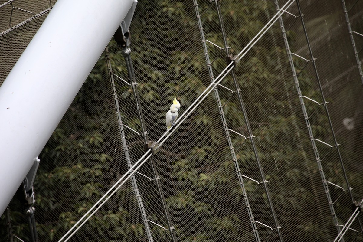 Yellow-crested Cockatoo - ML644390779