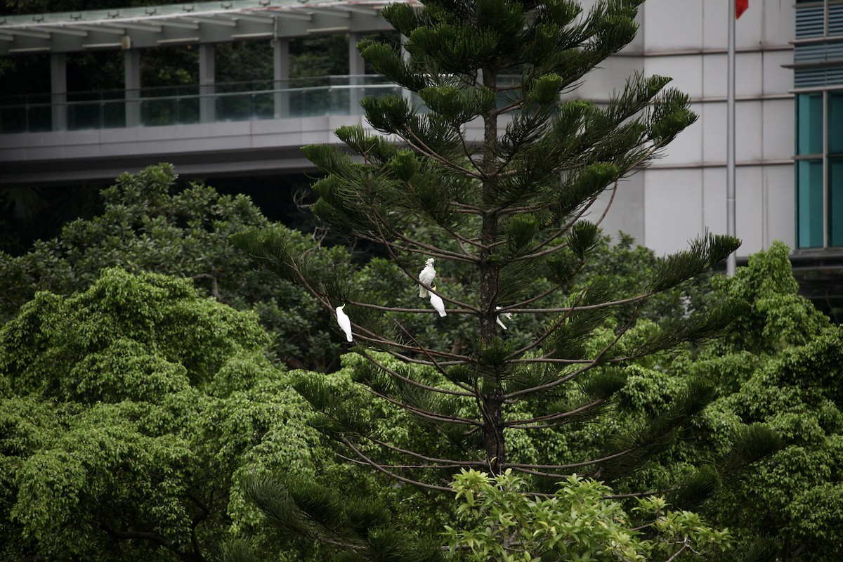 Yellow-crested Cockatoo - ML644390780