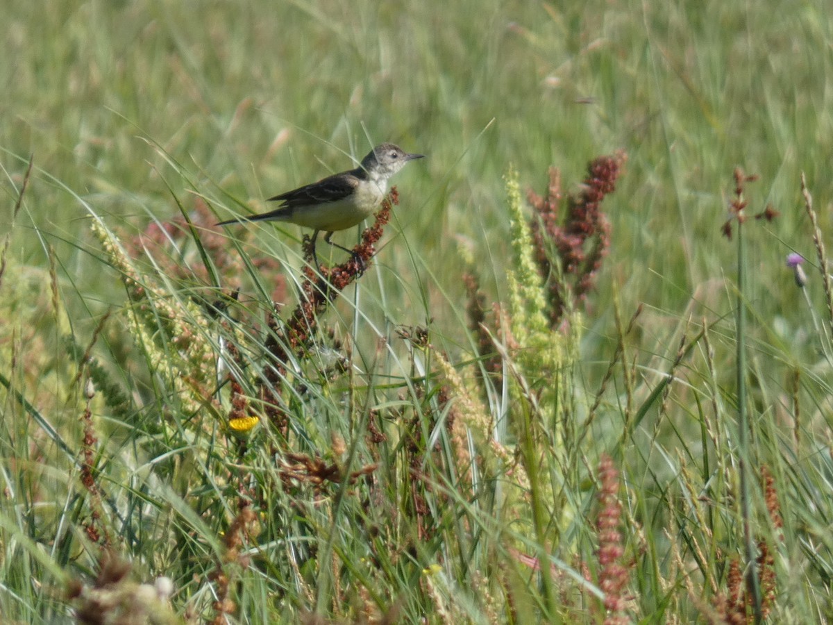 gulerle - ML644390789