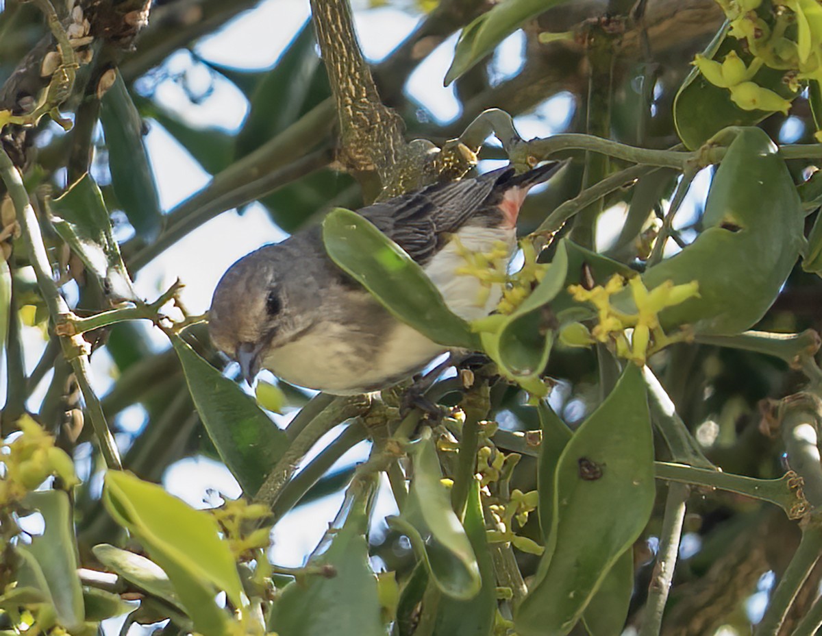 Mistletoebird - ML644390806