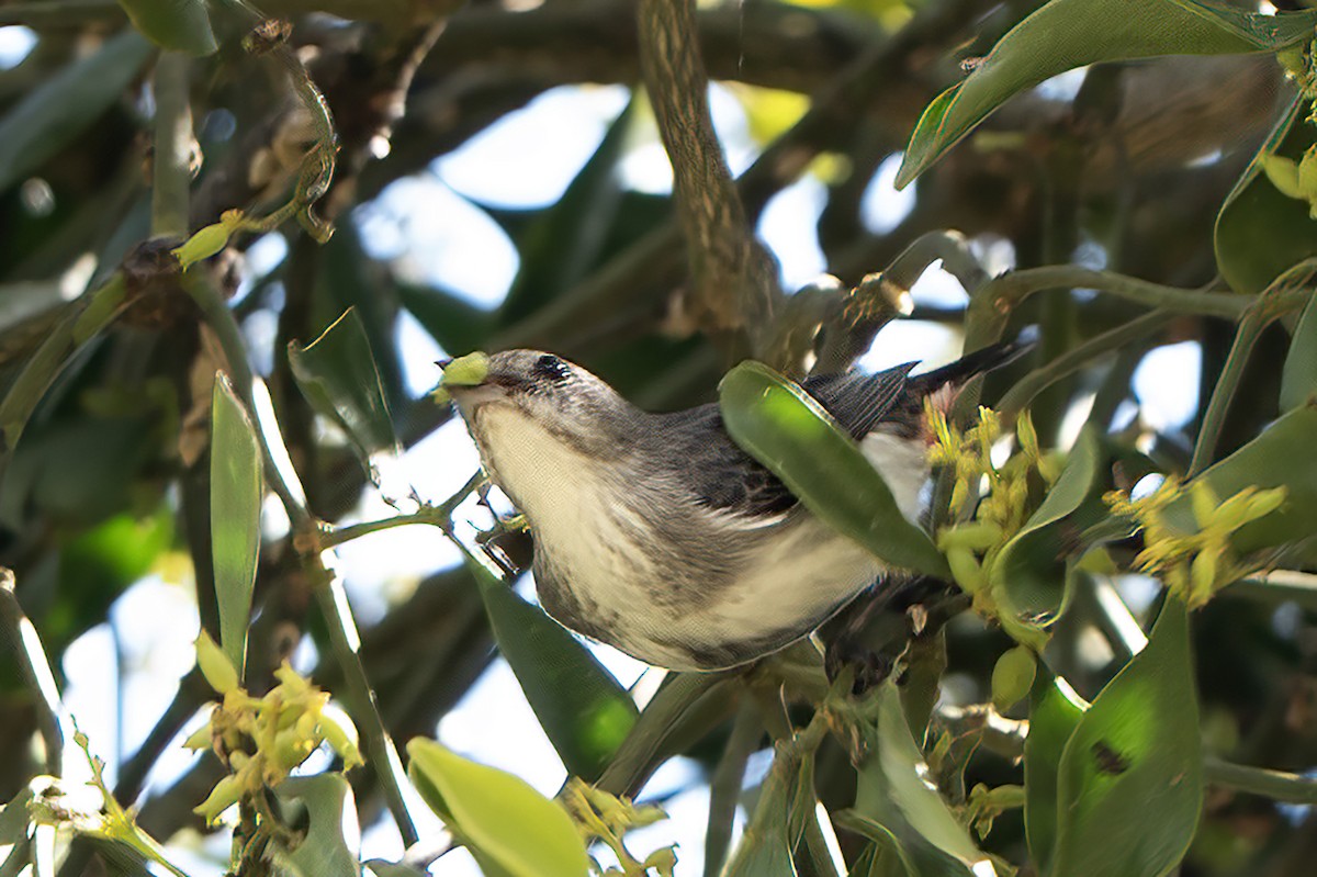 Mistletoebird - ML644390807