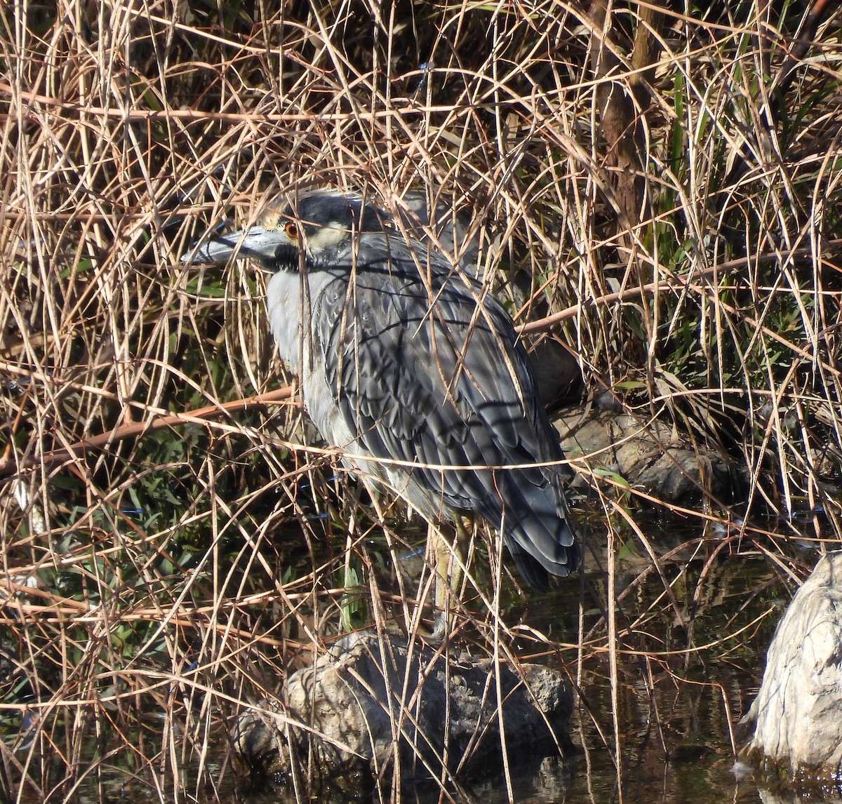 Sarı Tepeli Gece Balıkçılı - ML644390812