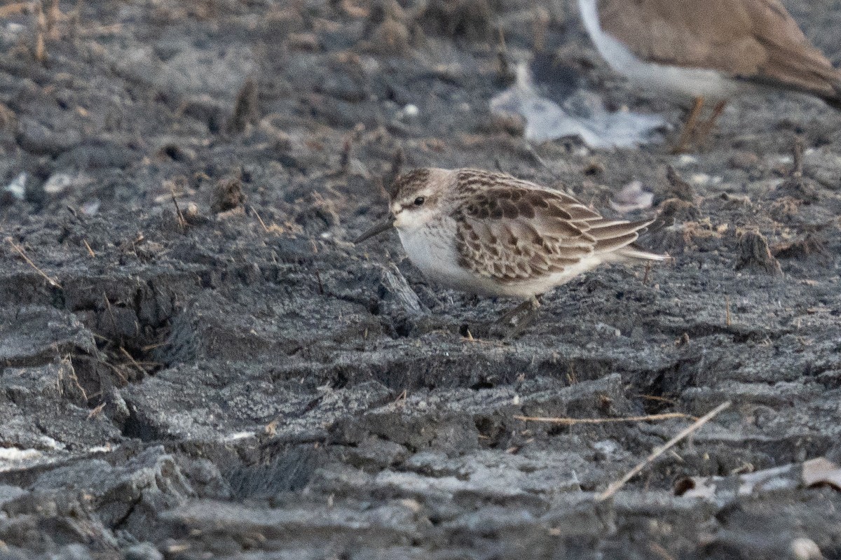 Semipalmated Sandpiper - ML644390842