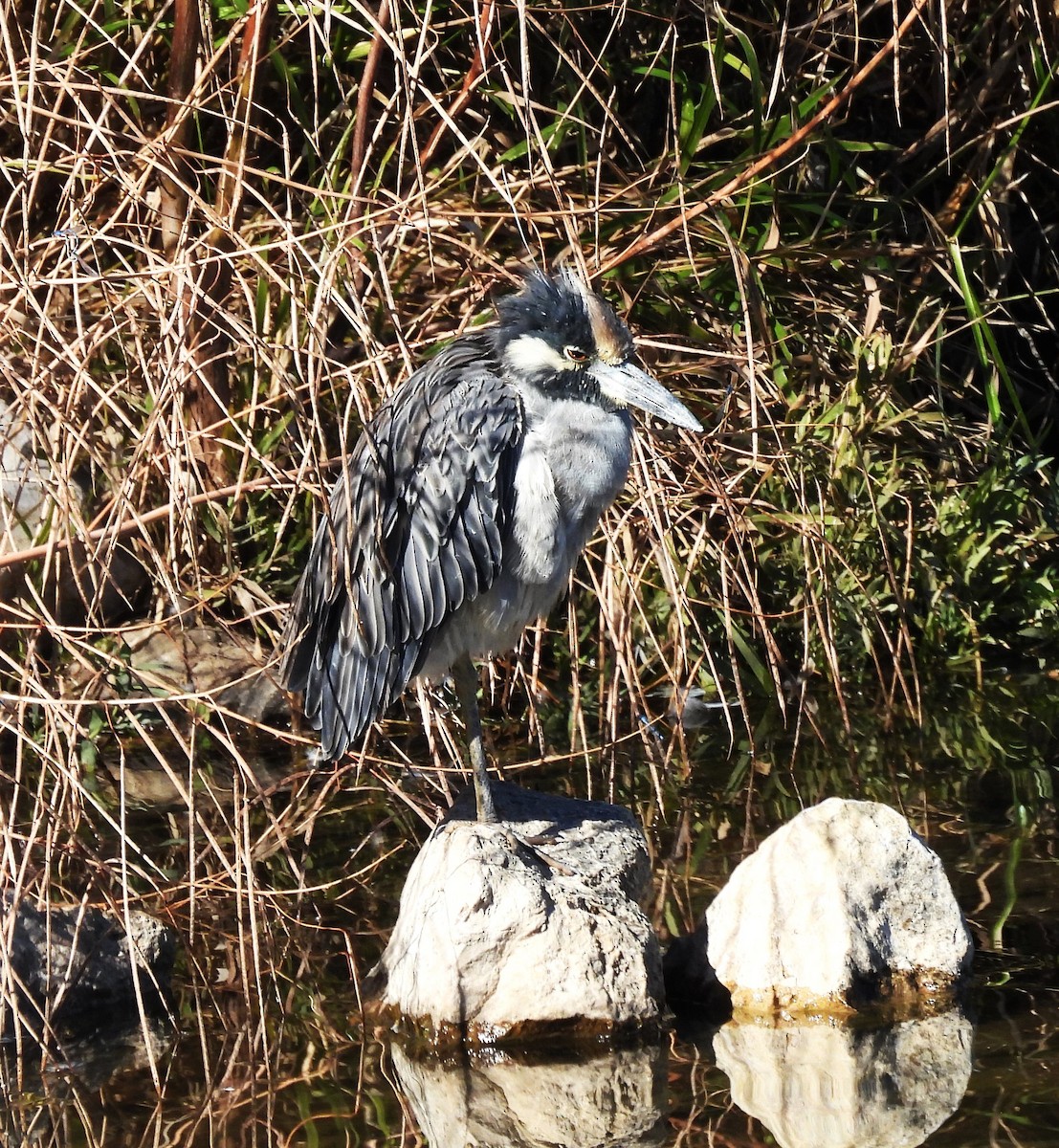 Sarı Tepeli Gece Balıkçılı - ML644390856