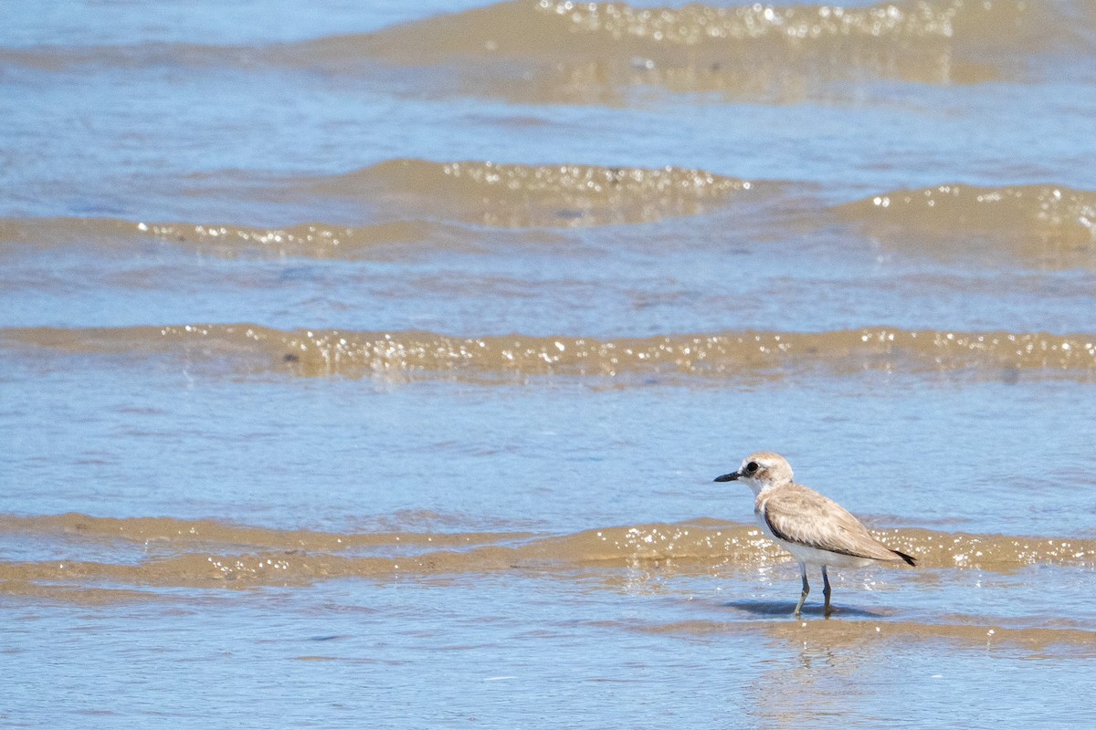 Kolyma-/Tibet-/Wüstenregenpfeifer - ML644390864