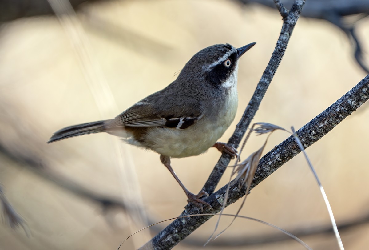 White-browed Scrubwren - ML644390868