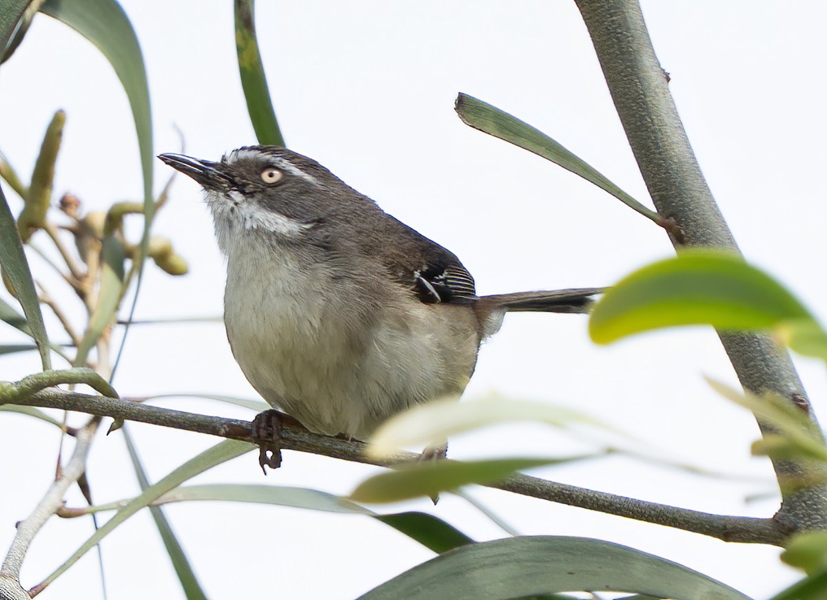 White-browed Scrubwren - ML644390869