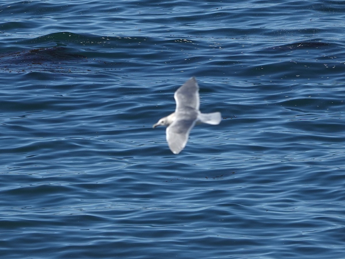 Glaucous-winged Gull - ML644390883