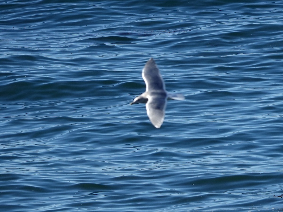 Glaucous-winged Gull - ML644390887