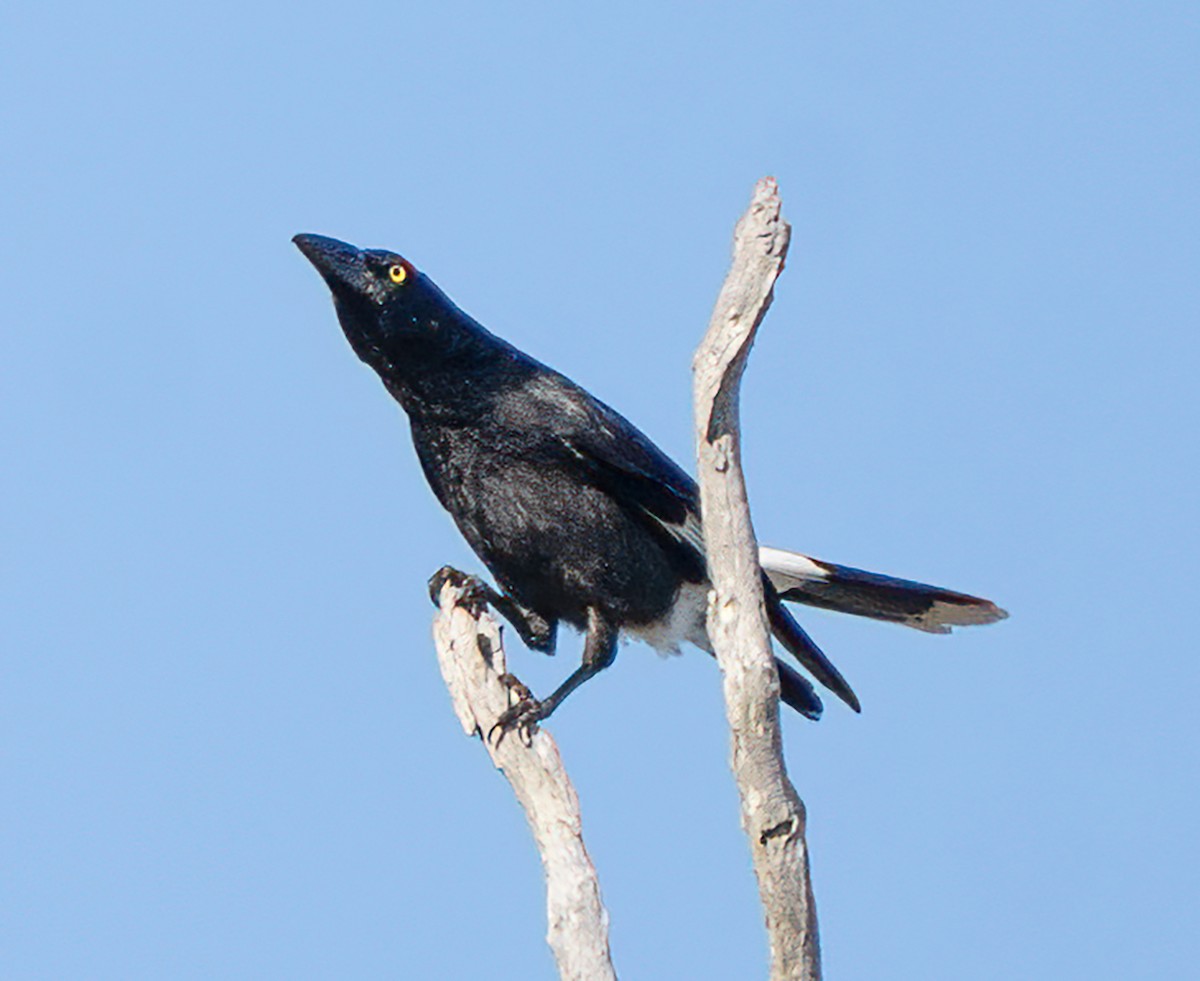 Verdugo Pío - ML644390893