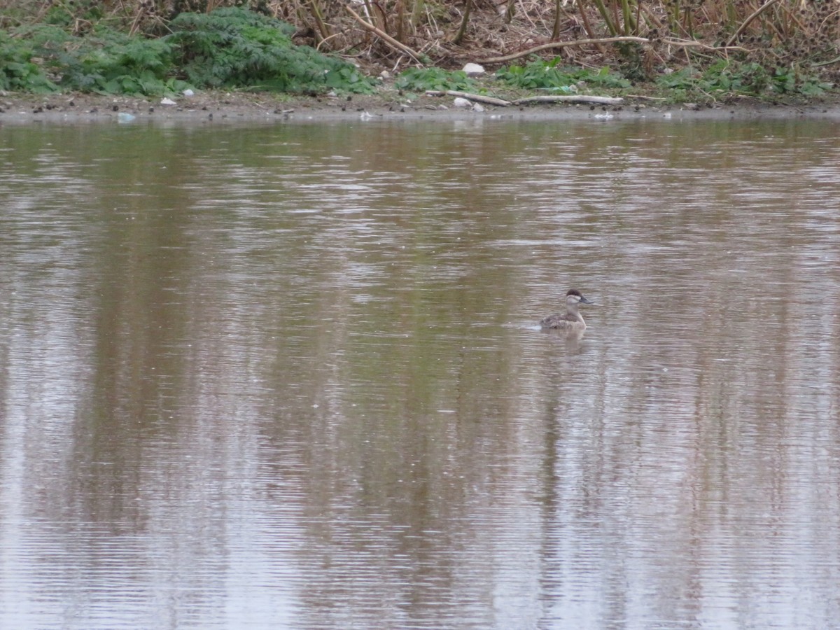 Савка американська - ML644390896