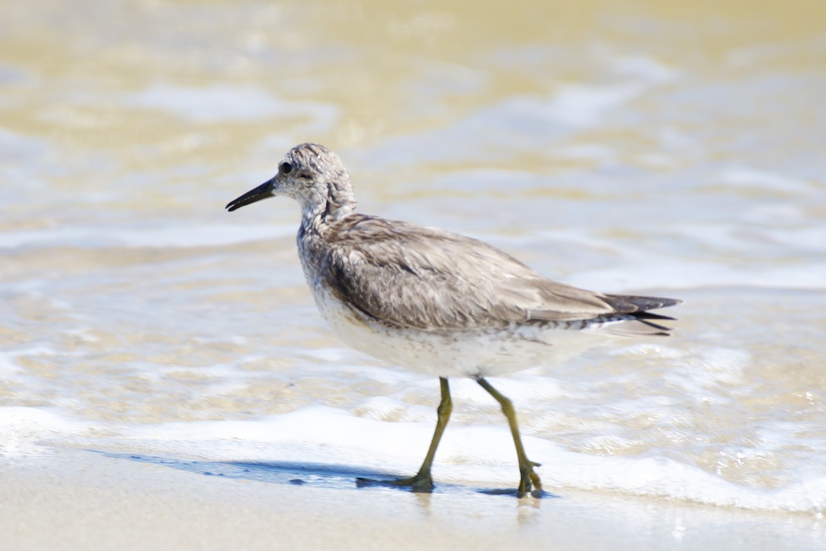 Шармаг элсэг - ML644390899