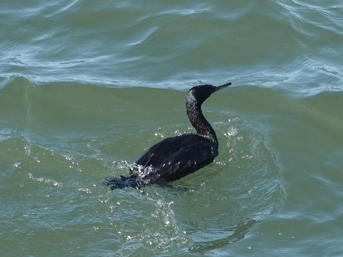 kormorán tichomořský - ML644390905