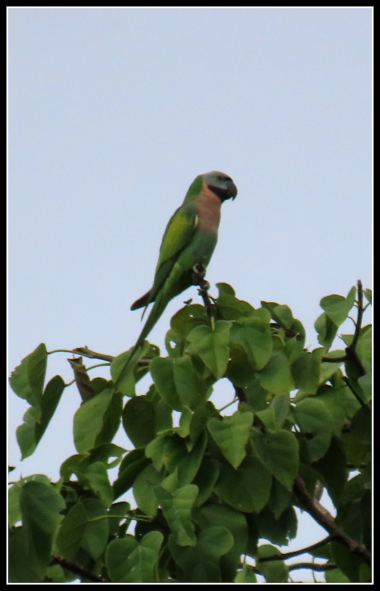 Red-breasted Parakeet - ML644390909