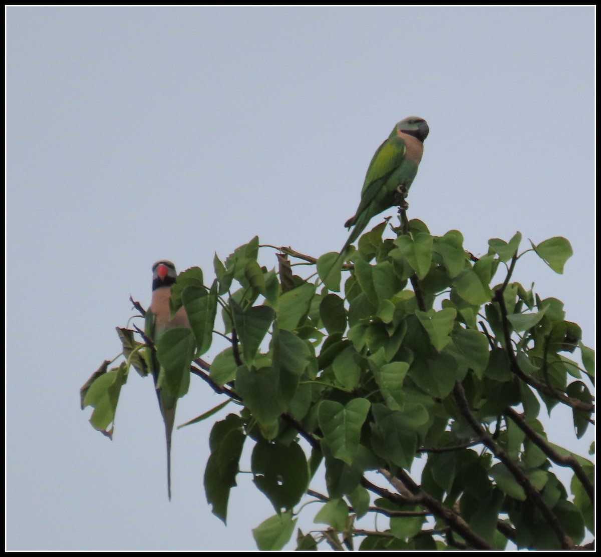 Red-breasted Parakeet - ML644390910