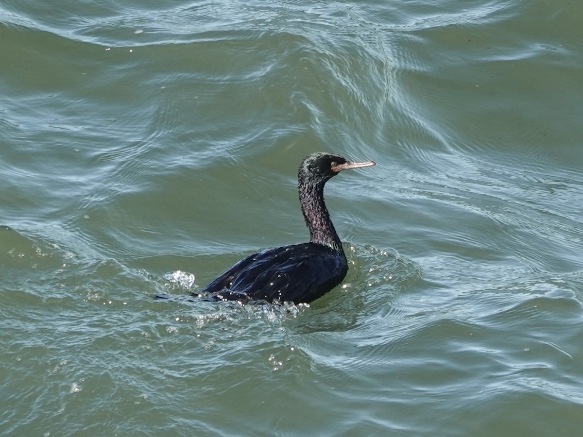 kormorán tichomořský - ML644390911