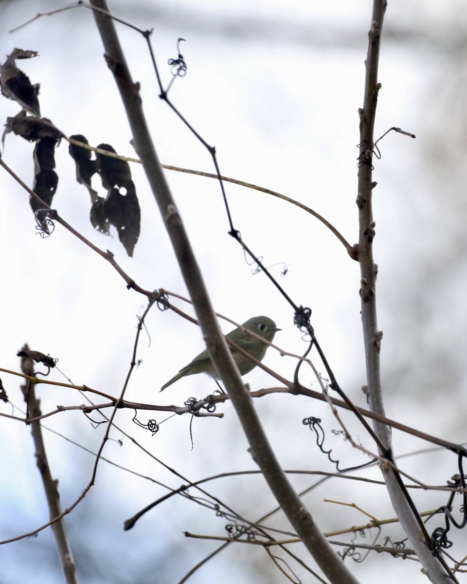 rubinfuglekonge - ML644390912