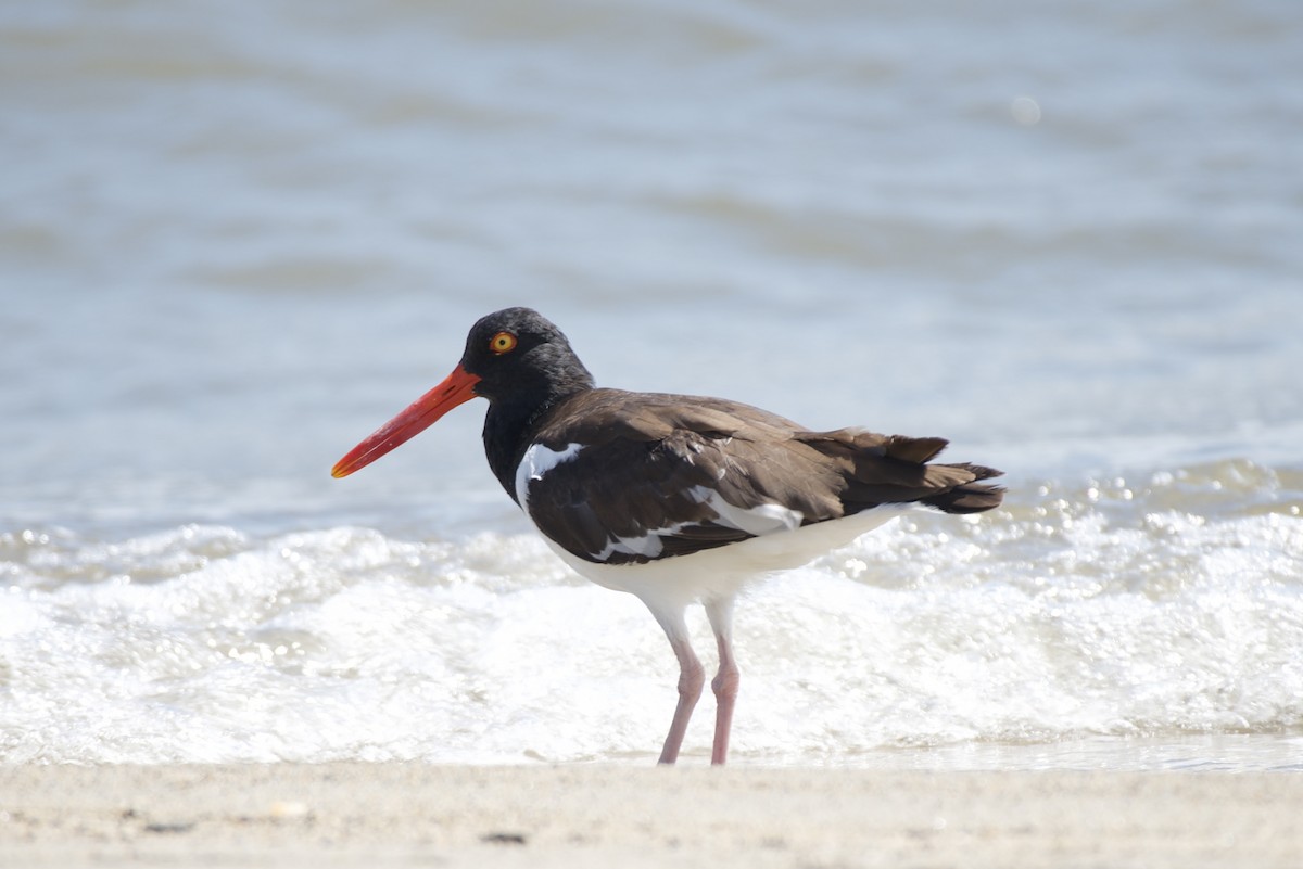 American Oystercatcher - ML644390914