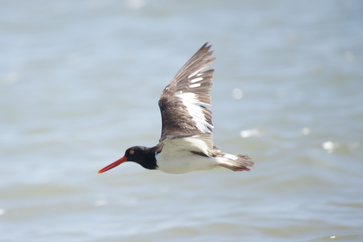 American Oystercatcher - ML644390915