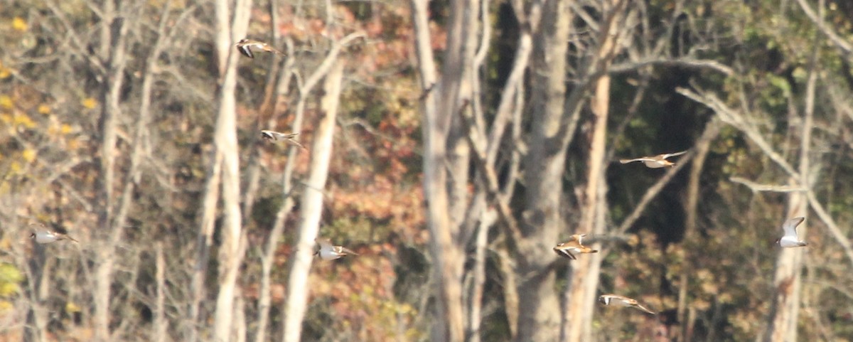 チドリ目 - ML644390918