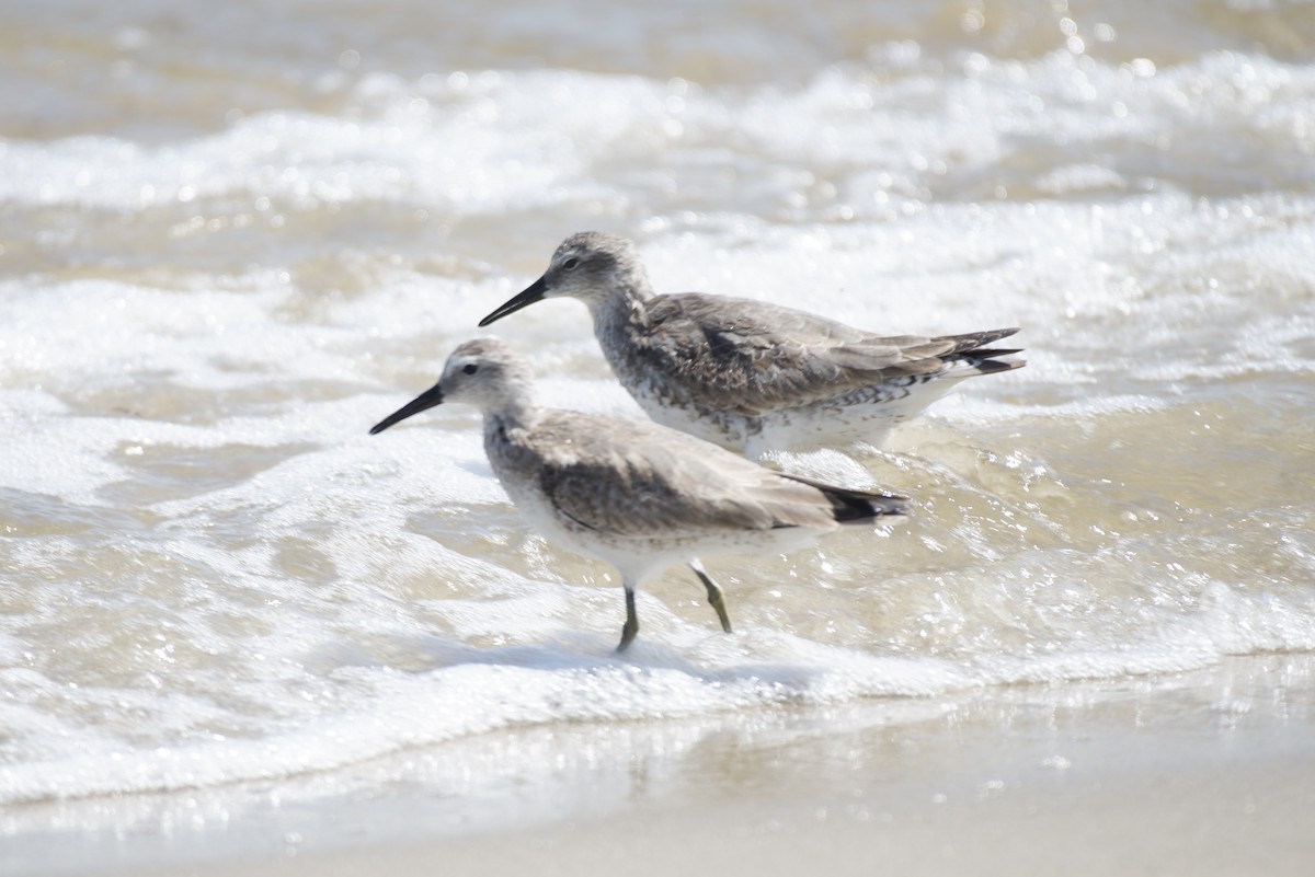 Шармаг элсэг - ML644390924