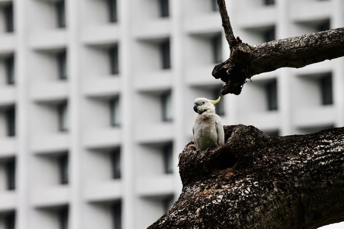 Yellow-crested Cockatoo - ML644390925