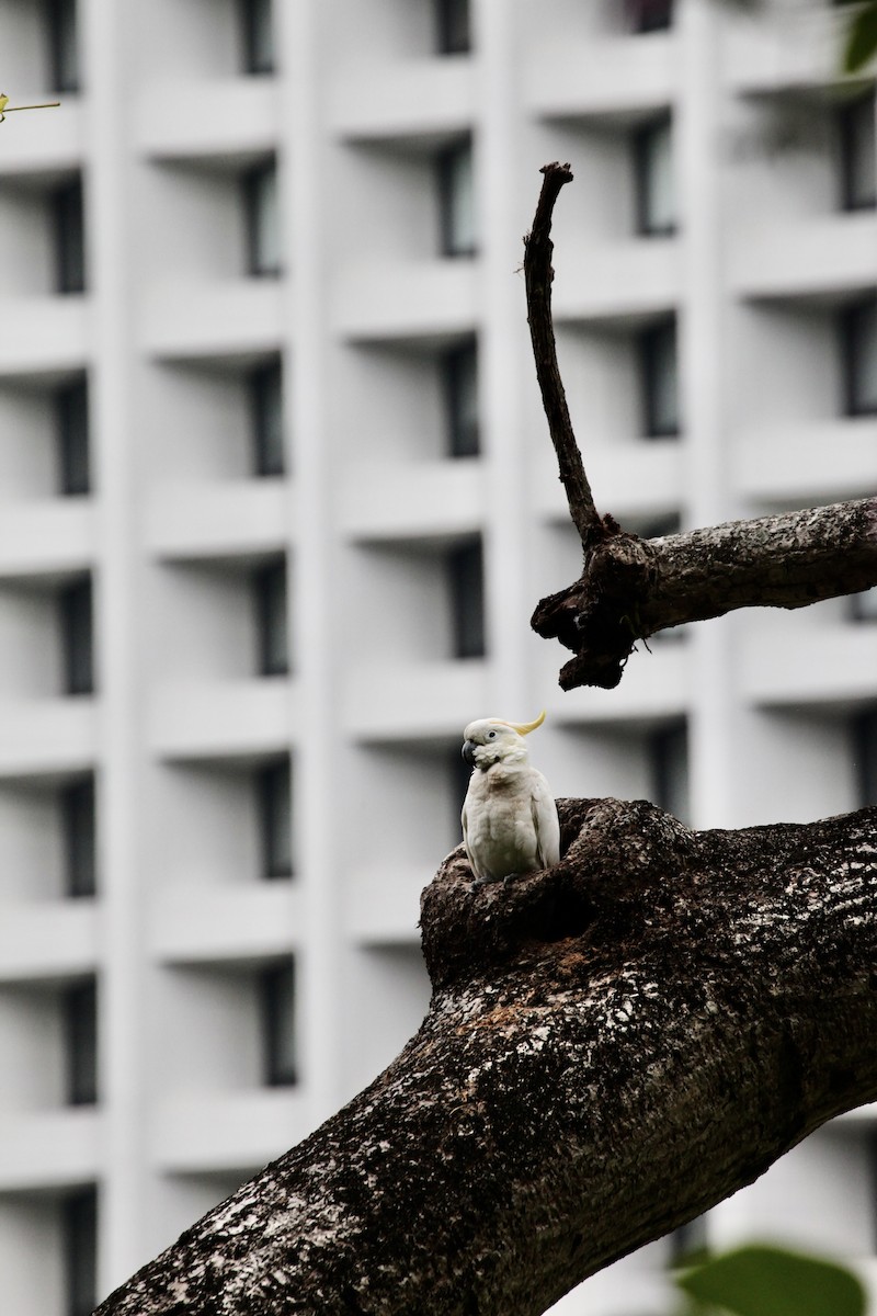 Yellow-crested Cockatoo - ML644390926