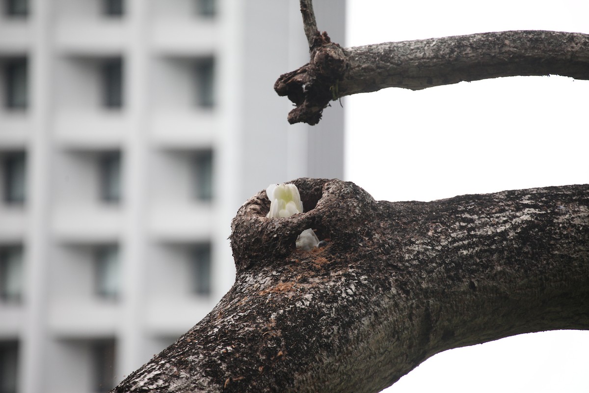 Yellow-crested Cockatoo - ML644390928