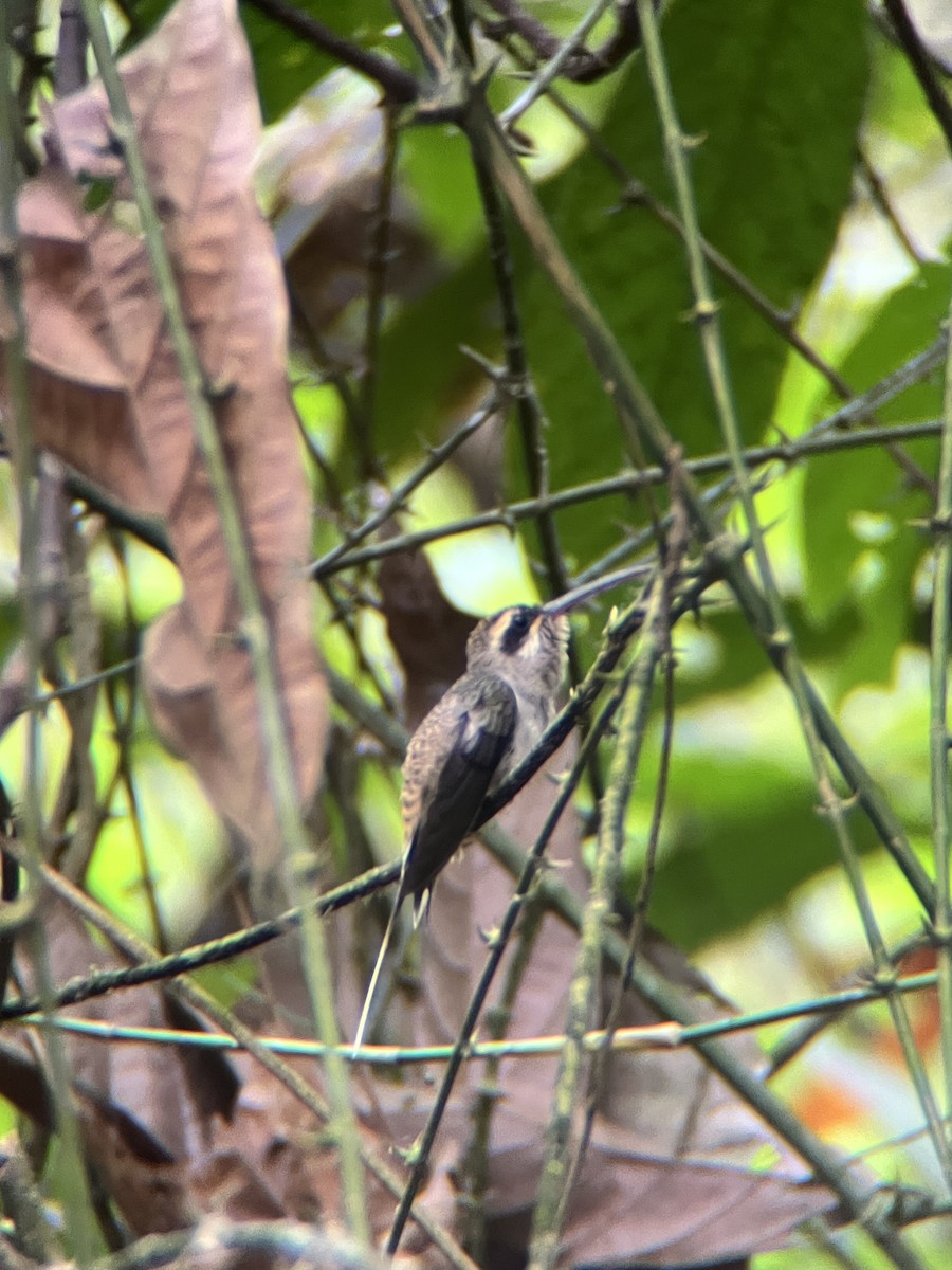 Long-billed Hermit - ML644390936