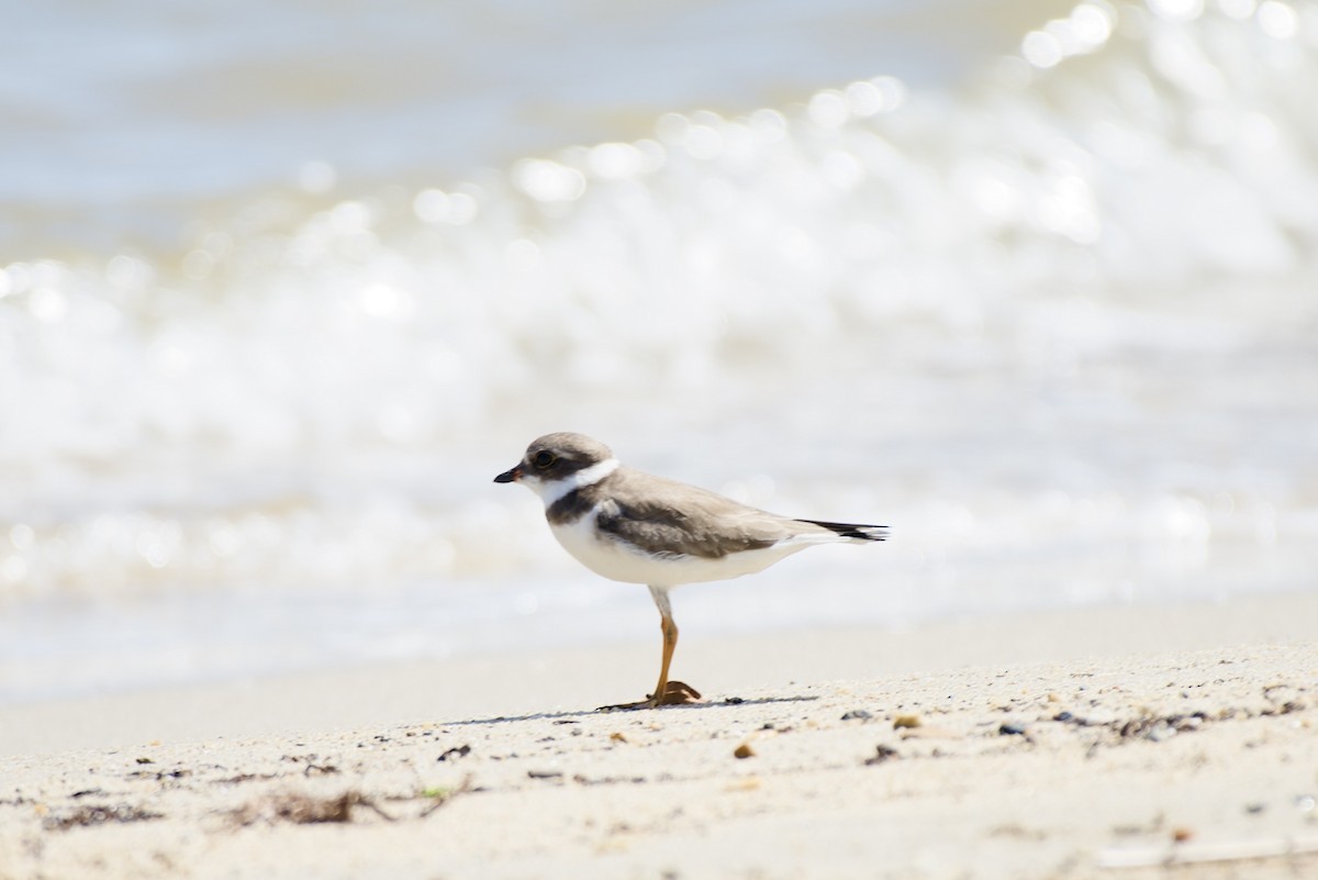 Semipalmated Plover - ML644390937