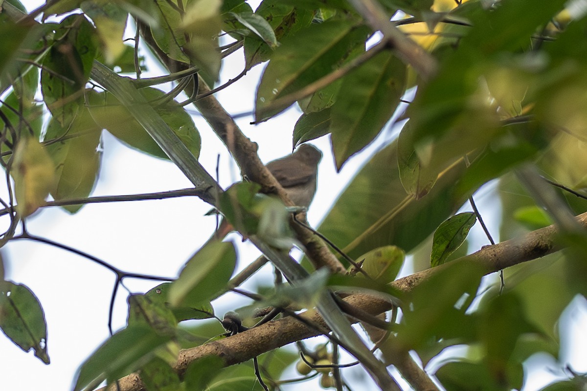 ruststjertfluesnapper - ML644390939