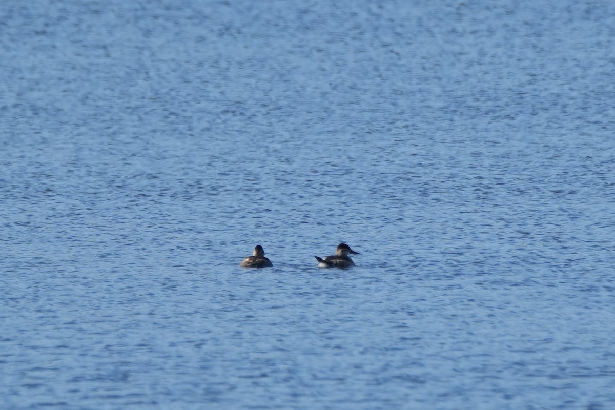 Савка американська - ML644390940