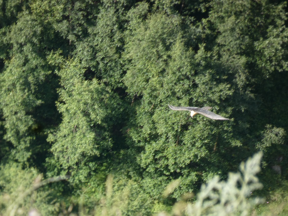 Sakallı Akbaba - ML644390944