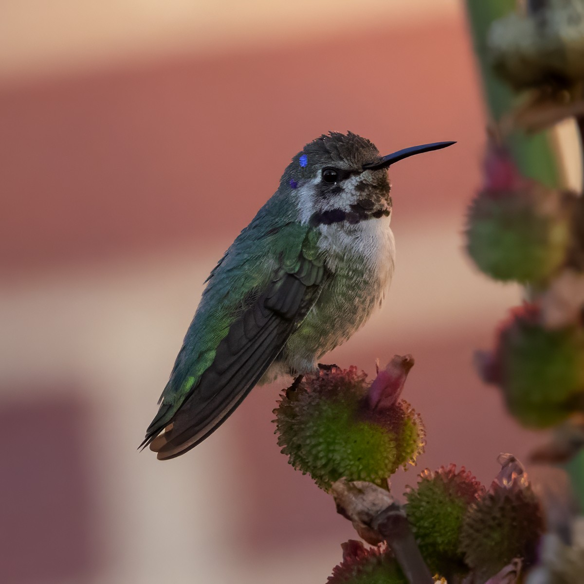 Costa's Hummingbird - ML644390947