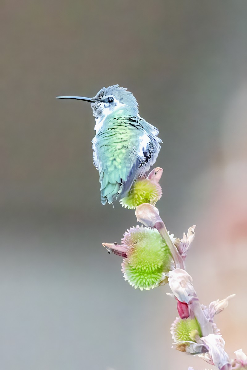 Costa's Hummingbird - ML644390948